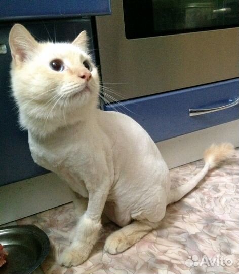 Стрижка кошек и кастрациюя котов с выездом на дом