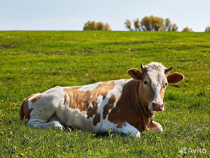 Коровы молодняк хряки на мясо оптом