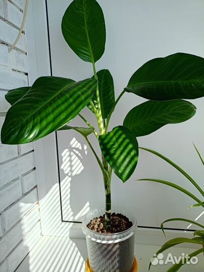 Диффенбахия