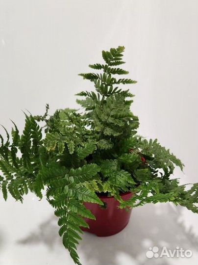 Папоротник комнатный