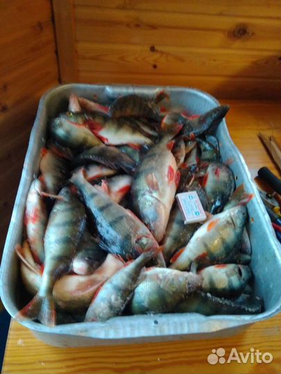 Рыбалка в карелии