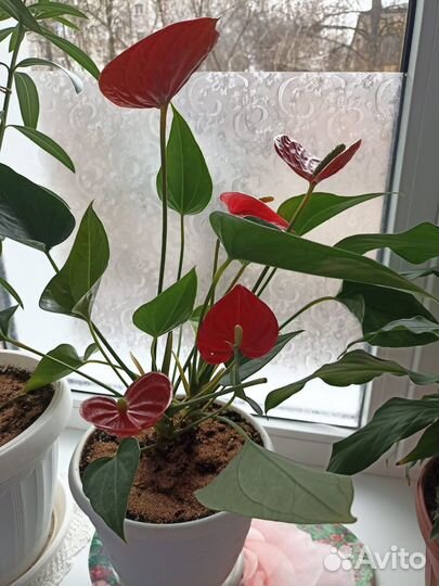 Комнатные цветы антуриум (мужское счастье)