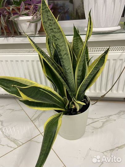 Продаются цветы