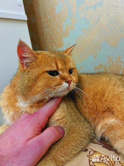 Потерялся кот