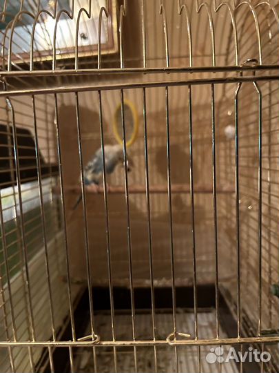 Волнистый попугай с клеткой