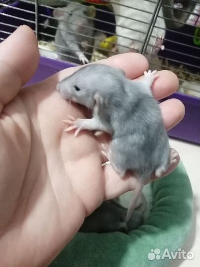 Крыса крысята дамбо