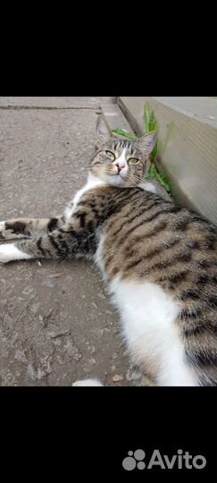 Кошка стерилизована