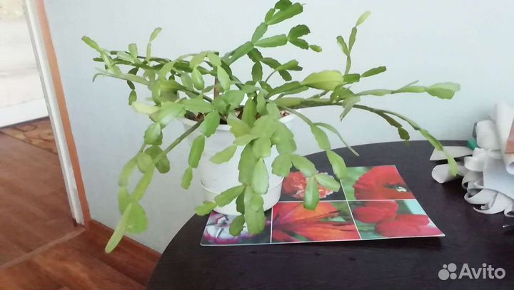 Цветочки комнатные