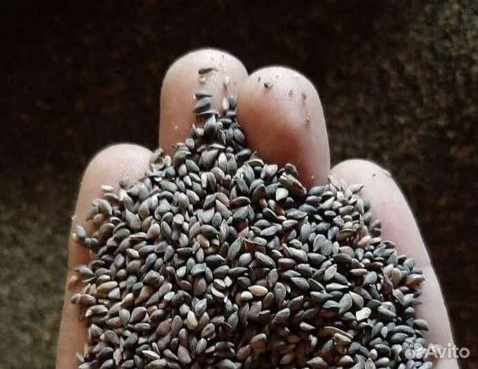 Семена / Сосна обыкновенная