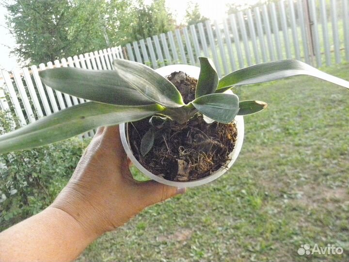 Ангрекум Магдалена