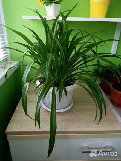 Комнатные цветы