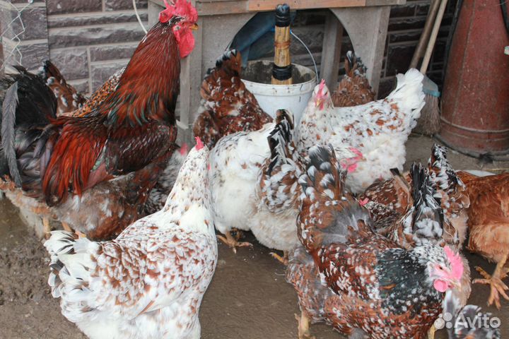 Предлагаю с 9 марта инкубационное яйцо