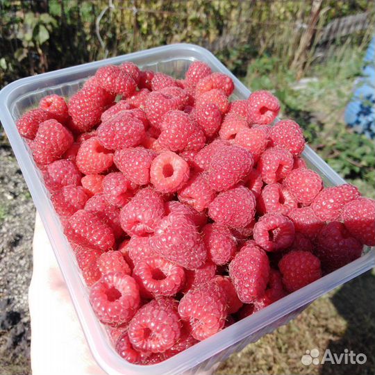 Саженцы ремонтантной малины Полька