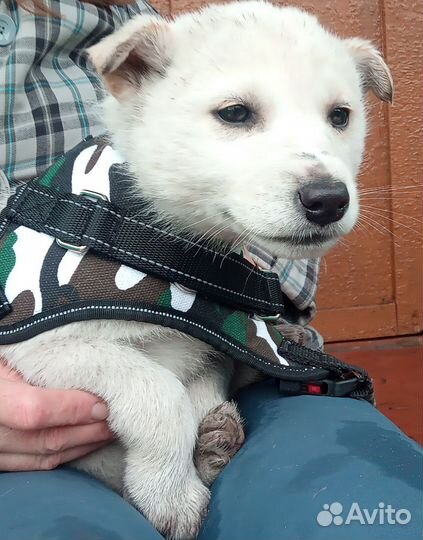 Собаки бесплатно