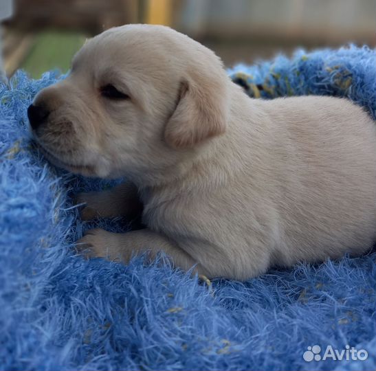 Щенки лабрадора