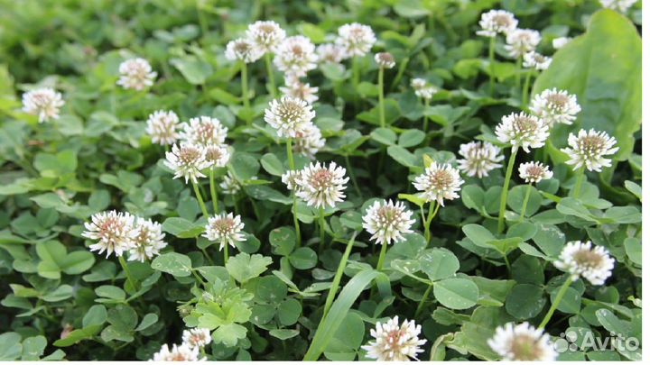 Клевер белый Ривендел (семена)