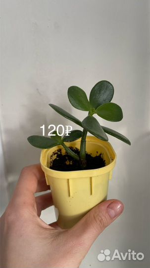 Красула/Толстянка