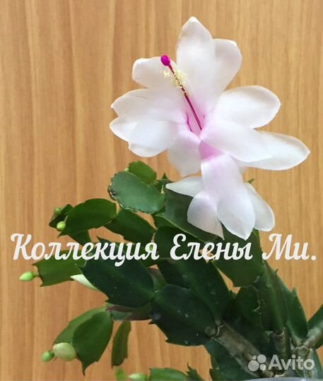 Декабрист желтый и белый