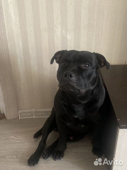 Стаффордширский бультерьер вязка