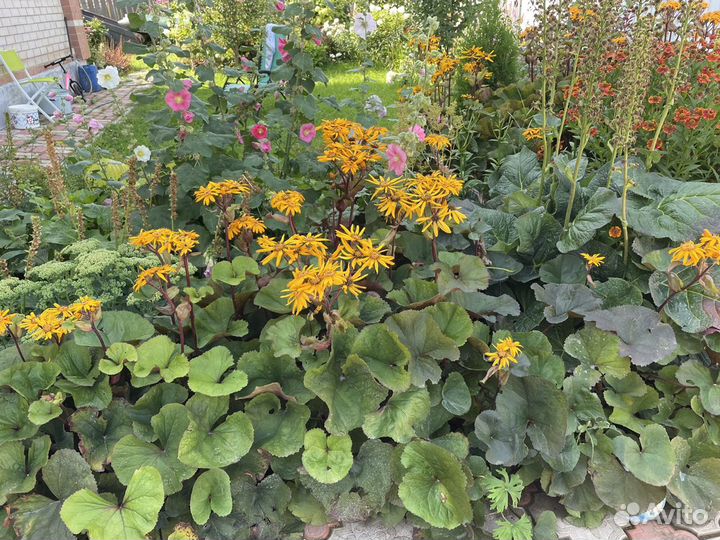 Бузульники