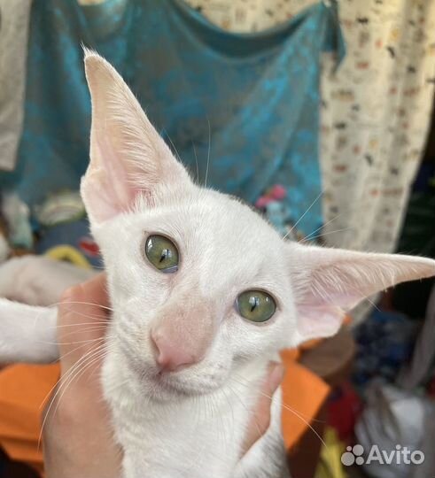 Очаровательная девочка