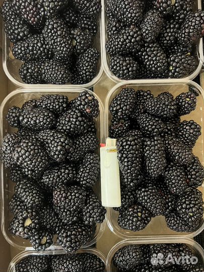Ягода ежевики сорт Блэк джем