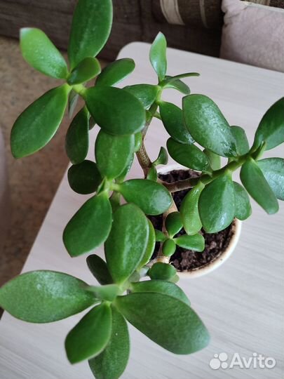 Замиокулькас, денежное, монетное дерево, и другие