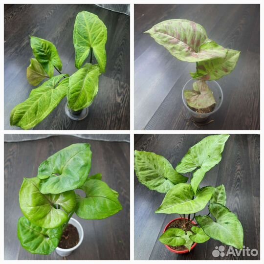 Сингониумы сортовые