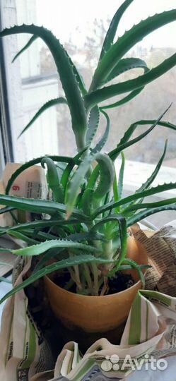 Цветок Алоэ лечебный