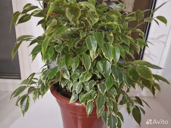 Фикус бенджамина пестролистный