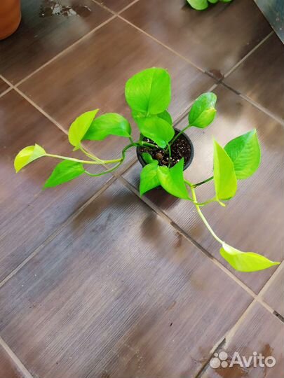 Сциндапсус неон