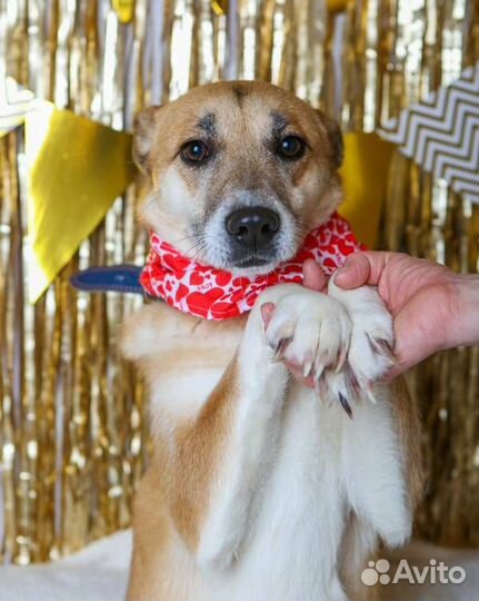 Домашней собаке тяжело в приюте