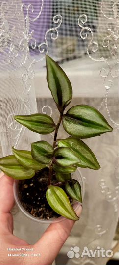 Коллизия и традесканция