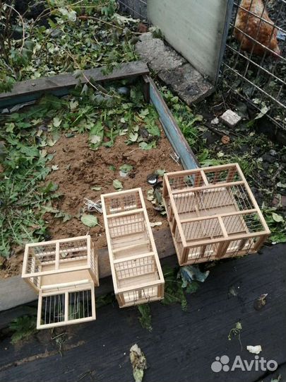 Хлопки для птиц