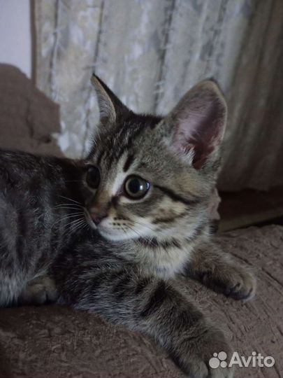 Кошка в дар