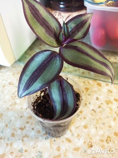 Традесканция зебрина
