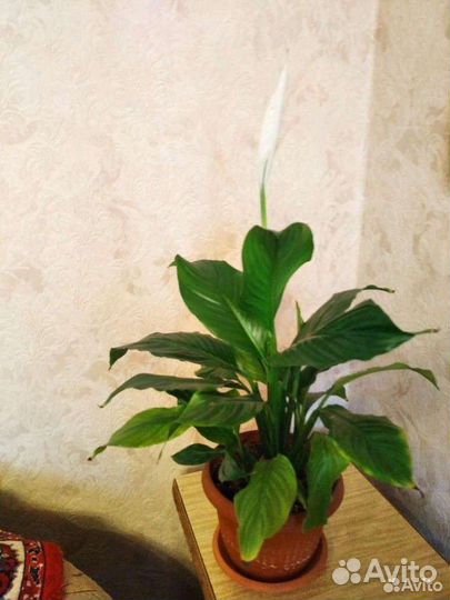 Спатифиллум