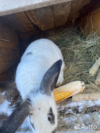 Кролики разных пород