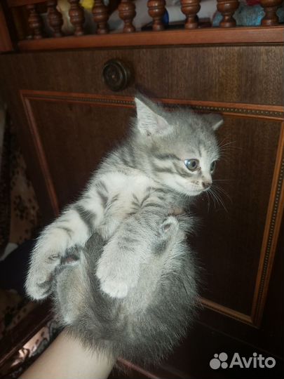 Котята, помесь британца