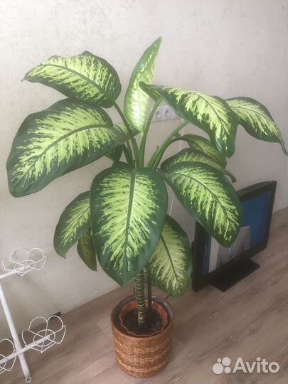 Комнатные растения -диффенбахия