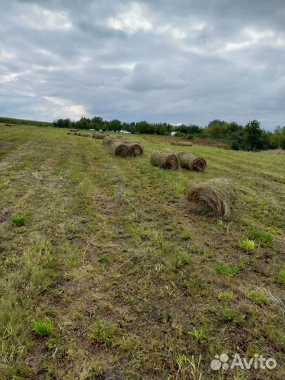 Сено в тюках