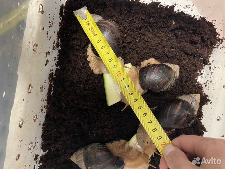 Улитка Ахатина