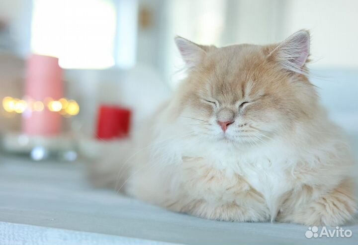 Британская шиншилла Лилак cy 11