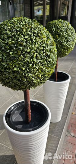 Искусственный самшит