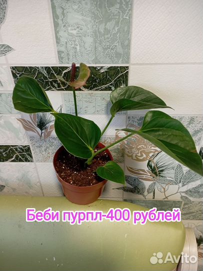 Комнатные цветы антуриум, сортовые