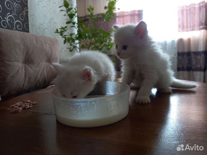 Кошка в дар бесплатно