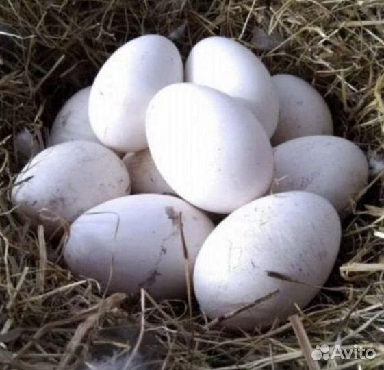 Гусиные инкубационные яйца