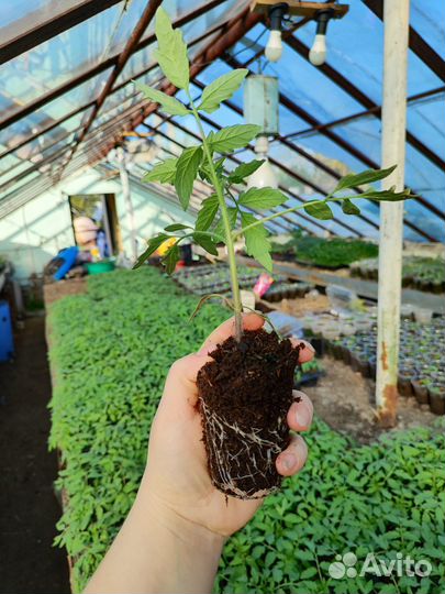 Рассада томатов