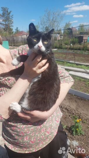 Котик в добрые руки