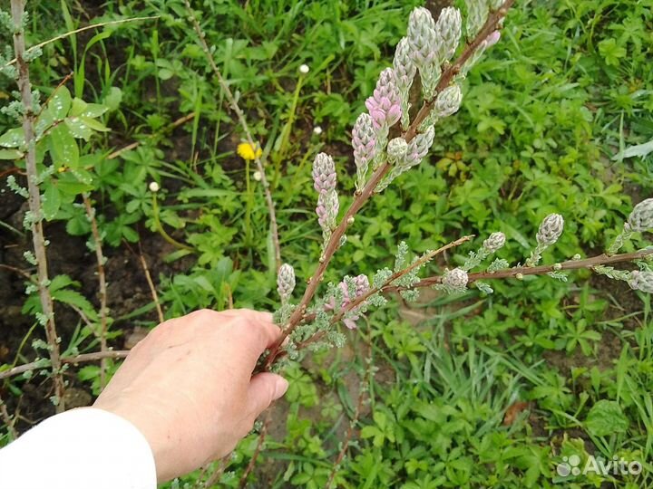 Спирея,дерен, астильба, айва японская и до